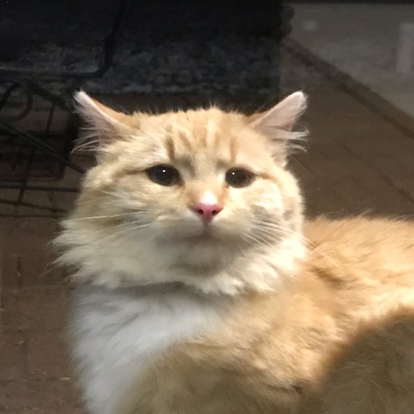 Meet your Posher, Julie - Picture 1 of 1